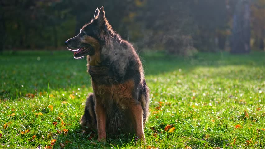 In the crisp autumn air, a German Shepherd sits surrounded by leaves, its breath fogging in slow motion. | Shutterstock HD Video #1111920281