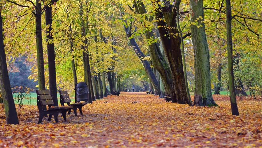 The tranquility of a park, a path covered in autumn leaves, vacant benches, and sunlight casting hopeful shadows. | Shutterstock HD Video #1111920291