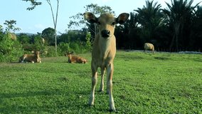 Closeup video of beautiful little calf in green grass.
