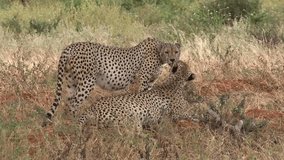 Animals. African Wildlife Safari Animals. Cheetah in the savannah. Close up shot of wild cheetah. Serengeti Safari game drive. Tanzania. Africa. Amazing Beautiful Animal in Savannah Landscape
 - Powered by Shutterstock - Get 15% off with code: PIKWIZARD15