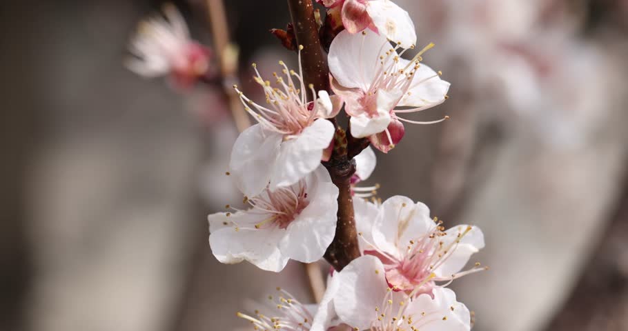 White cherry flowers on tree in early spring closeup 4k movie slow motion. Beautiful nature botany concept | Shutterstock HD Video #1111922329