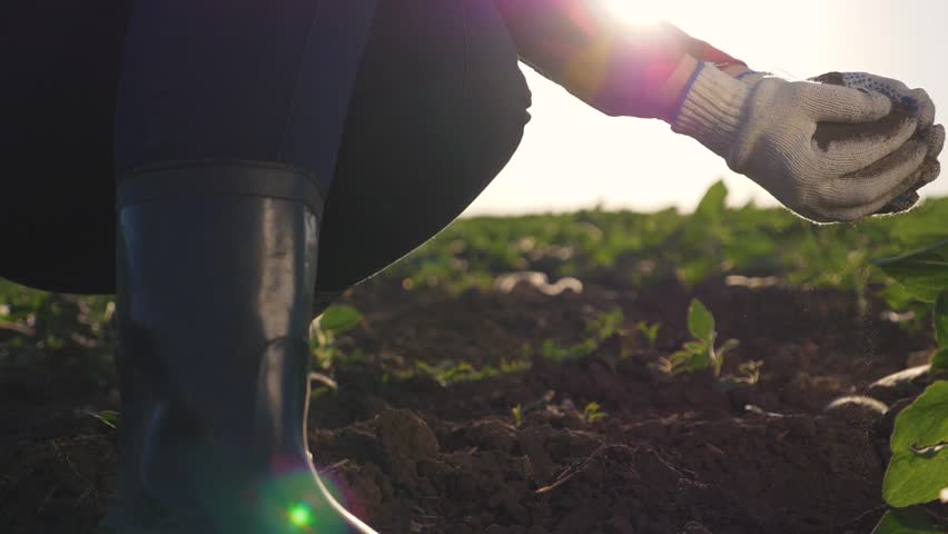 Agricultural industry. Farmer in a field with green plants. The agronomist holds a handful of dry earth in the palm of his hand in the rays of the setting sun. Changes in fertile soil. | Shutterstock HD Video #1111922533