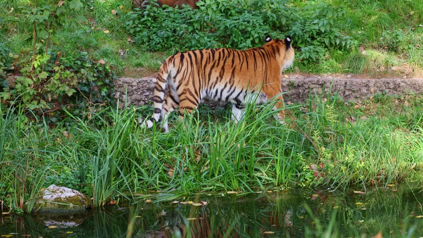 The Siberian tiger, Panthera tigris altaica is the biggest cat in the world | Shutterstock HD Video #1111922871