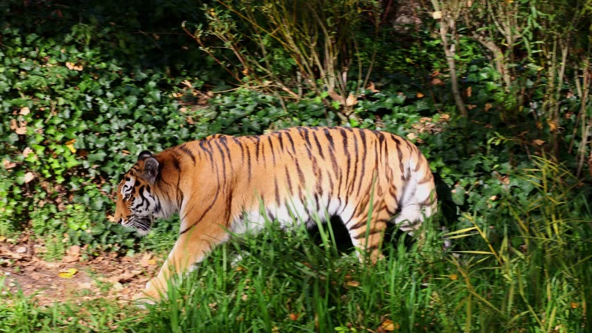 The Siberian tiger, Panthera tigris altaica is the biggest cat in the world | Shutterstock HD Video #1111922873