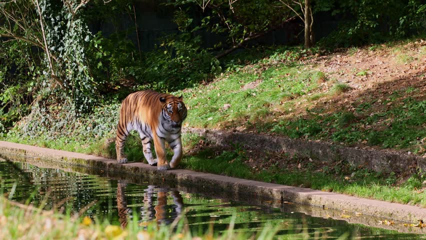 The Siberian tiger, Panthera tigris altaica is the biggest cat in the world | Shutterstock HD Video #1111922875