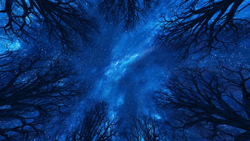 Starry sky with bare trees, branches and treetops in a circle with camera slowly moving up  | Shutterstock HD Video #1111923891
