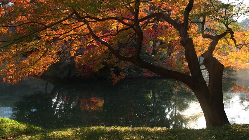 Beautiful autumn in a park, maple tree with golden leaves over a tranquil pond at sunset, city park in autumn in Tokyo, Japan. High quality 4k footage