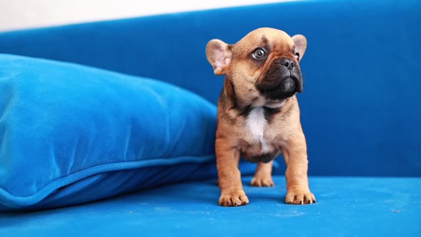a very cute sad French bulldog puppy is lying on the couch at home Royalty-Free Stock Footage #1111925387