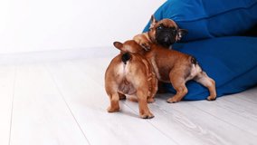 a group of cute French bulldog puppies playing at home on the floor with a toy