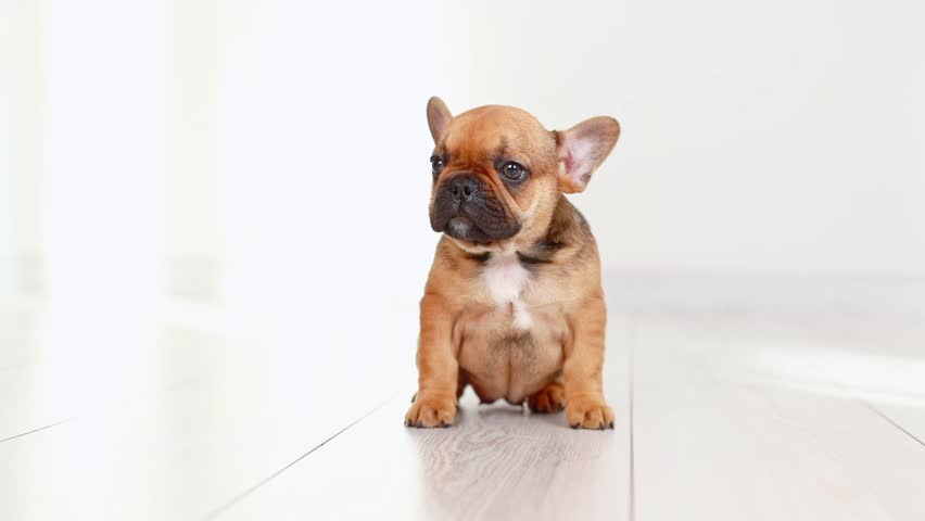 a very cute sad French bulldog puppy is sitting on the floor of the house , running away Royalty-Free Stock Footage #1111926315