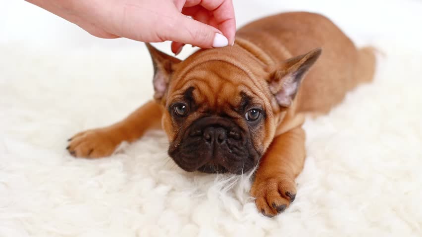 a woman's hand is stroking a cute French bulldog puppy lying on the floor at home, looking at the camera. favorite pet Royalty-Free Stock Footage #1111926401