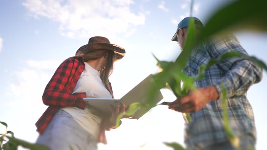 group of farmers working with laptop in irrigation a corn field. agriculture business farm concept. farmers examines green sprouts of corn on the background of lifestyle watering irrigation Royalty-Free Stock Footage #1111926679