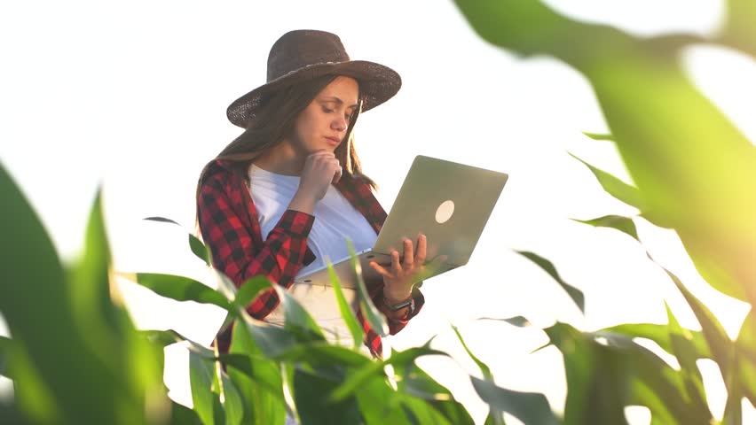 girl farmer working with laptop in irrigation a corn field. agriculture business farm concept. female farmer examines green sprouts of corn on the background of lifestyle watering irrigation Royalty-Free Stock Footage #1111926707