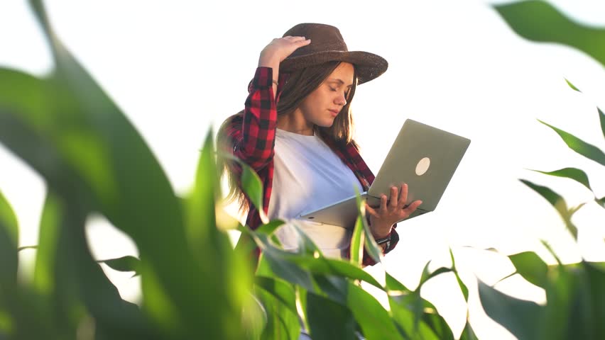 Girl farmer working with laptop in irrigation a corn field. agriculture business farm concept. female farmer examines green sprouts of corn on the background of lifestyle watering irrigation | Shutterstock HD Video #1111926707