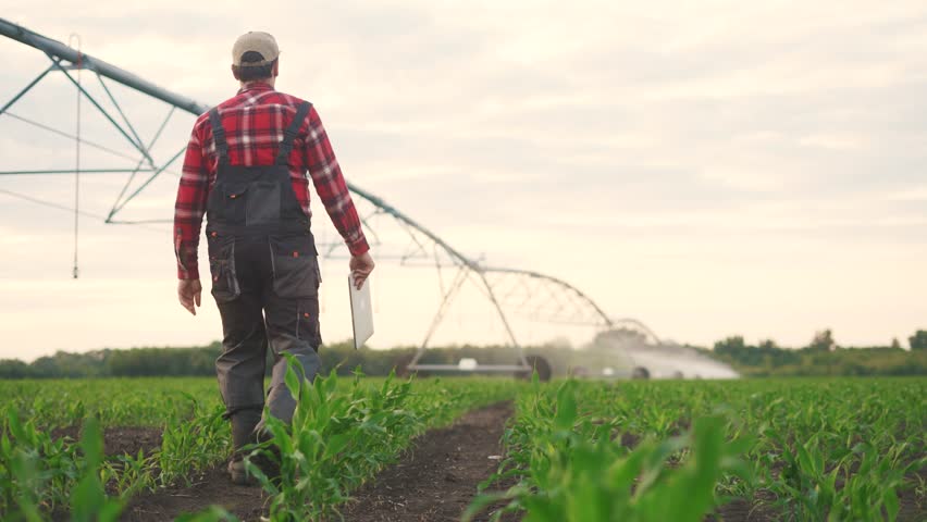 corn field irrigation. a male farmer walks with a tablet through the corn field. irrigating corn business concept. a scientist collects data on the size of corn and lifestyle its varieties Royalty-Free Stock Footage #1111926709