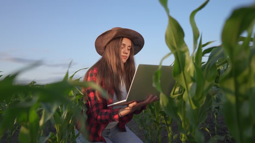 girl farmer working with laptop in irrigation a corn field. agriculture lifestyle business farm concept. female farmer examines green sprouts of corn on the background of watering irrigation Royalty-Free Stock Footage #1111926715