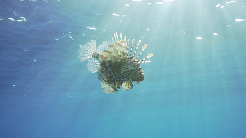 Close-up of Common Lionfish or Red Lionfish (Pterois volitans) swims in blue water under surface of water in sunburst on daytime, slow motion | Shutterstock HD Video #1111927095