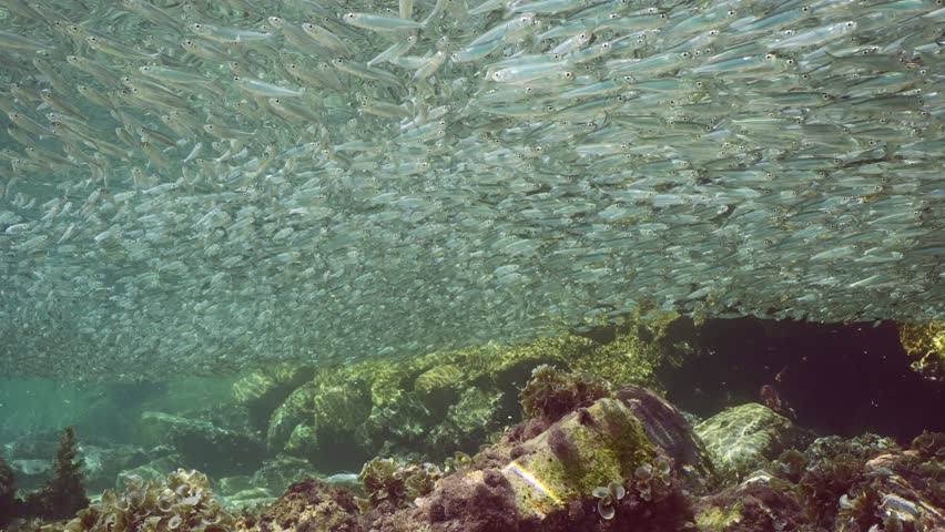 Panorama of a big concentration of sprats floats under surface of water in shallow water in coastal zone on bright sunny day in sunbeams, slow motion | Shutterstock HD Video #1111927097