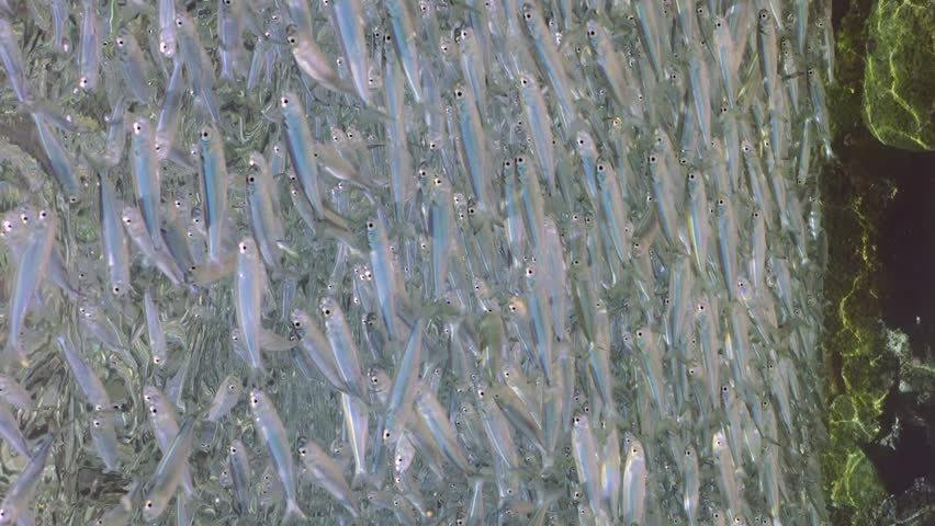 Vertical video, A large school of sprats floats under surface of water in shallow water in coastal zone on bright sunny day in sunrays, slow motion | Shutterstock HD Video #1111927099