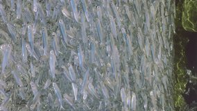 Vertical video, A large school of sprats floats under surface of water in shallow water in coastal zone on bright sunny day in sunrays, slow motion