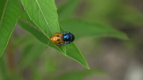 rare mating of a milkweed beetle with a ladybug