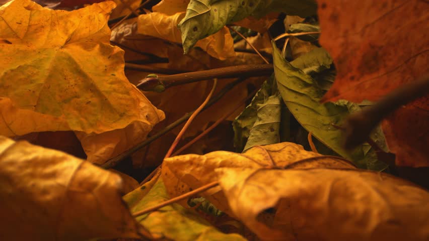 The camera slides across a richly colored canvas of autumn leaves, showcasing their seasonal beauty. | Shutterstock HD Video #1111927973