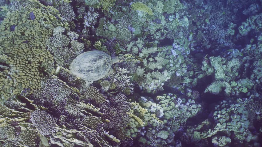 Hawksbill Sea Turtle or Bissa (Eretmochelys imbricata) swims slowly at depth above reef on colorful tropical coral garden, slow motion | Shutterstock HD Video #1111929665