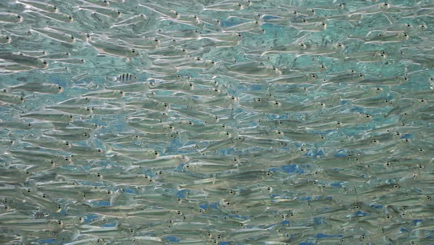 Close-up of endless shoal of small brightly  Silverside fish swim under surface of blue water a bright sunny day in sunburst, slow motion | Shutterstock HD Video #1111929679