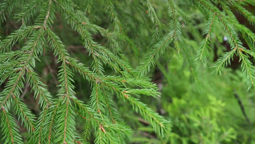 Picea spruce, a genus of coniferous evergreen trees in the pine family Pinaceae. Coniferous forest in Karelia. Spruce branches and needles. Spruce branches sway in a strong wind in sunny weather. | Shutterstock HD Video #1111932327