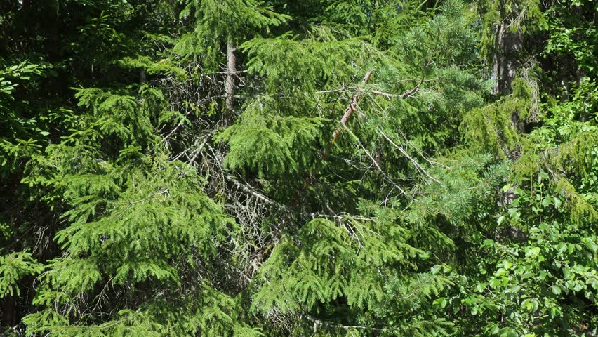 Picea spruce, a genus of coniferous evergreen trees in the pine family Pinaceae. Coniferous forest in Karelia. Spruce branches and needles. Spruce branches sway in a strong wind in sunny weather | Shutterstock HD Video #1111932353