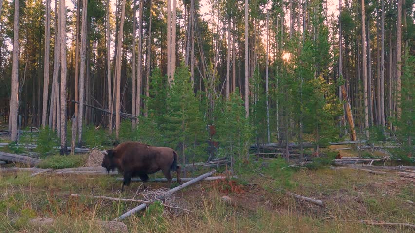 A herd of American buffalo move slowly through the forest in Yellowstone National Park, Wyoming, USA