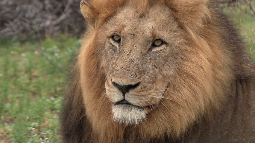 Close-up of a gorgeous male lion with his mane blowing in the wind. | Shutterstock HD Video #1111933341