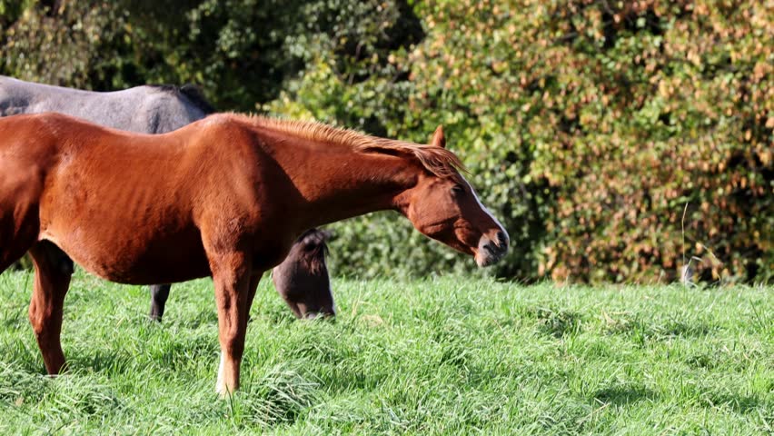 Close-up of a beautiful horse grazing in a field on green lush grass | Shutterstock HD Video #1111933361