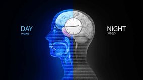The circadian rhythm and sleep-wake cycle: how exposure to sunlight regulates melatonin secretion in the human brain and body processes, 3d render animation - Powered by Shutterstock - Get 15% off with code: PIKWIZARD15
