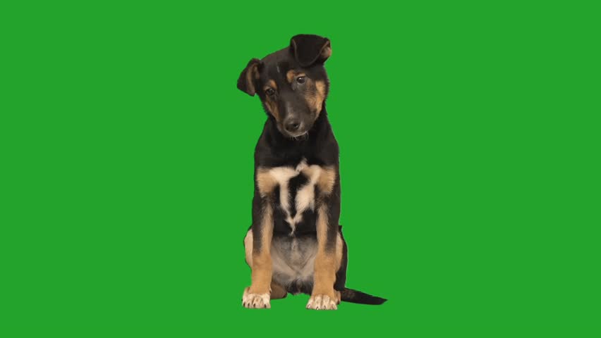 funny dog on green screen Royalty-Free Stock Footage #1111934597