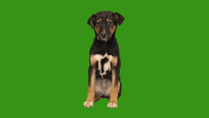 funny dog on green screen Royalty-Free Stock Footage #1111934603