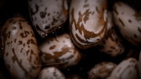 Kidney beans animated background. Stop Motion  video.    
