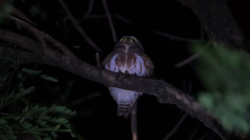 Perched on a branch moving with the night wind, turns to the right, later vocalizes making that call vibrating its body as it opens its eyes wide, Asian Barred Owlet Glaucidium cuculoides, Thailand Royalty-Free Stock Footage #1111941421