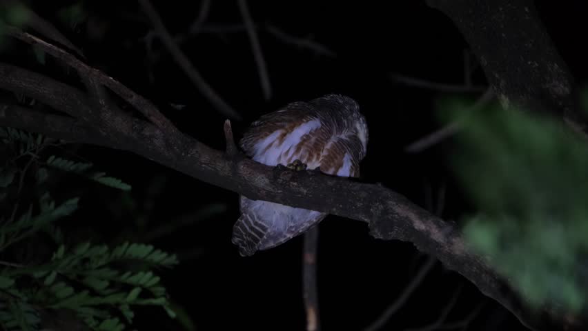 Looking to the back sideways then faces front to make a call vibrating its neck then looks to the back and front again, Asian Barred Owlet Glaucidium cuculoides, Thailand Royalty-Free Stock Footage #1111941571