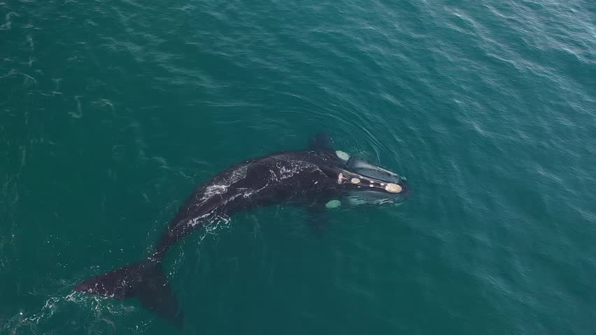 Southern right whale near Valdés peninsula. Right whale is feeding on the surface. Whale with open mouth. Royalty-Free Stock Footage #1111942693