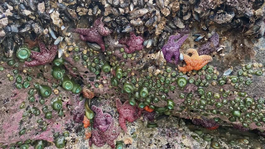 Starfish, Shellfish And Anemones On The Rock Near The Ocean. - close up, static shot | Shutterstock HD Video #1111944313