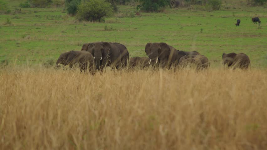 Group of elephants in Kidepo Valley National Park, Uganda in Africa. Static view and focus in background | Shutterstock HD Video #1111944359