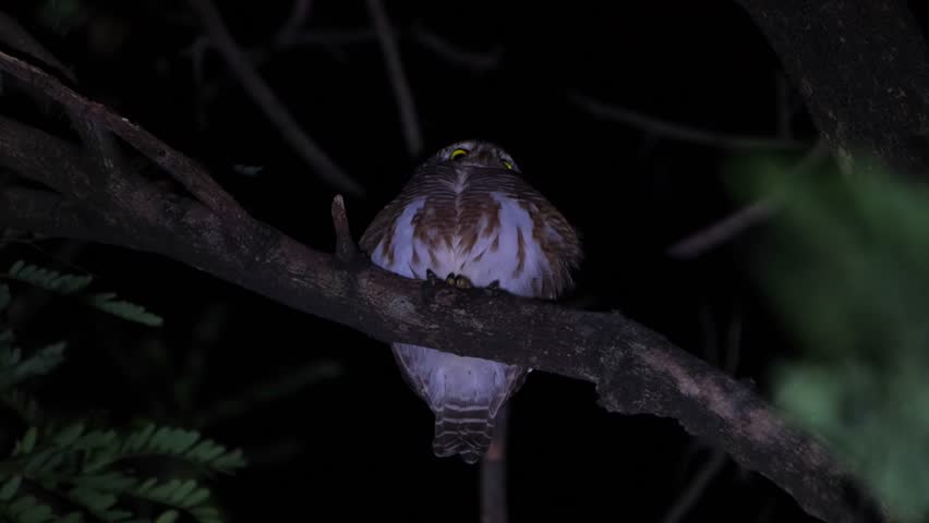 Camera zooms out revealing this owl perched on a branch as seen from under, Asian Barred Owlet Glaucidium cuculoides, Thailand Royalty-Free Stock Footage #1111944393