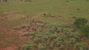 Group of elephants walking in savanna, Kidepo Valley National Park, Uganda in Africa. Aerial drone view