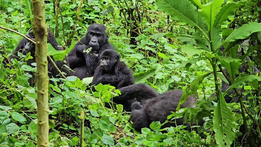 Family of gorillas in the wild