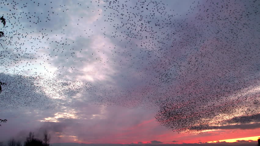 Starling murmuration against a beautiful winter evening sky at sunset Royalty-Free Stock Footage #1111944943