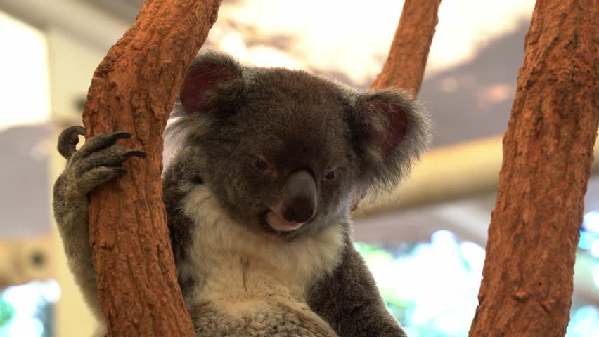 Southern koala, phascolarctos cinereus victor with fluffy grey fur, sitting on the tree, one hand holding on the trunk, slowly turning its head around, close up shot of an Australian wildlife species.