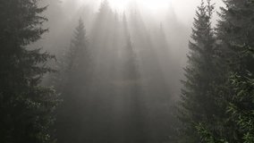 Sunrise in the misty forest. Cinematic Telephoto Marvelous view of flying over pine forest in the morning - Powered by Shutterstock - Get 15% off with code: PIKWIZARD15