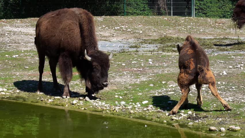 The American bison or simply bison, also commonly known as the American buffalo or simply buffalo, is a North American species of bison that once roamed North America in vast herds. 