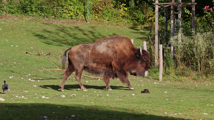 The American bison or simply bison, also commonly known as the American buffalo or simply buffalo, is a North American species of bison that once roamed North America in vast herds. 